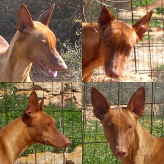 sonny boy c1 1649-300-5